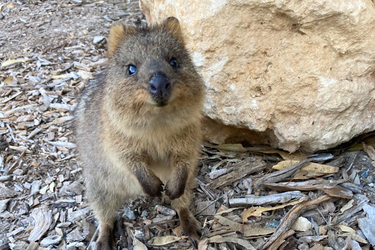 動物に会える旅